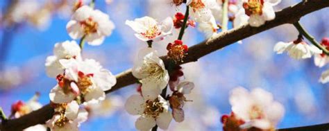 桃花枝怎麼養|【桃花枝怎麼養】桃花枝水培這樣養，輕鬆就能在家觀賞繁花吐。